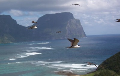 Lord Howe Island study