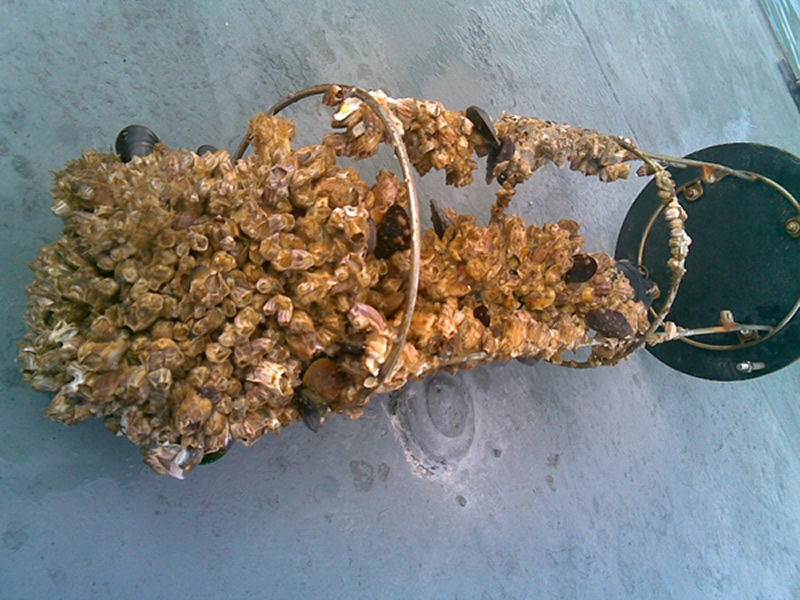 Fouling of a 400 kHz Aquadopp profiler